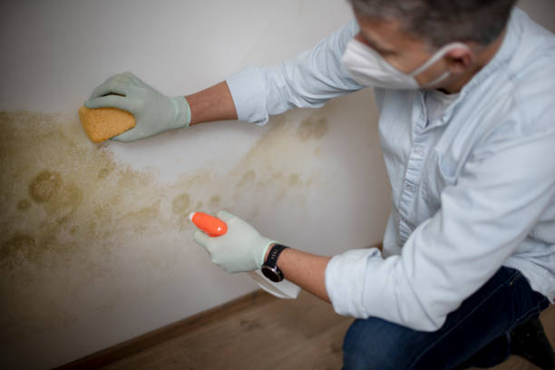 Best Commercial Mold Remediation in Stagecoach, NV