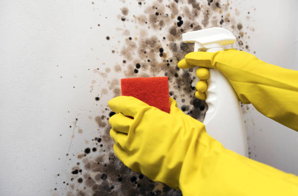Best Attic Mold Remediation in Stagecoach, NV