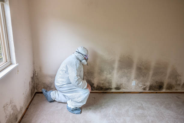 Best DIY Mold Remediation Support Services in Stagecoach, NV