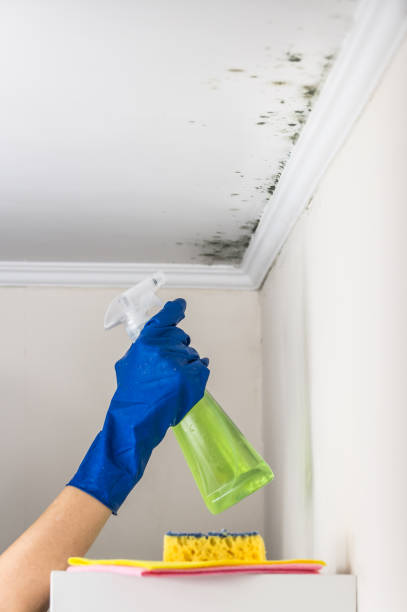 Best Bathroom Mold Remediation in Stagecoach, NV